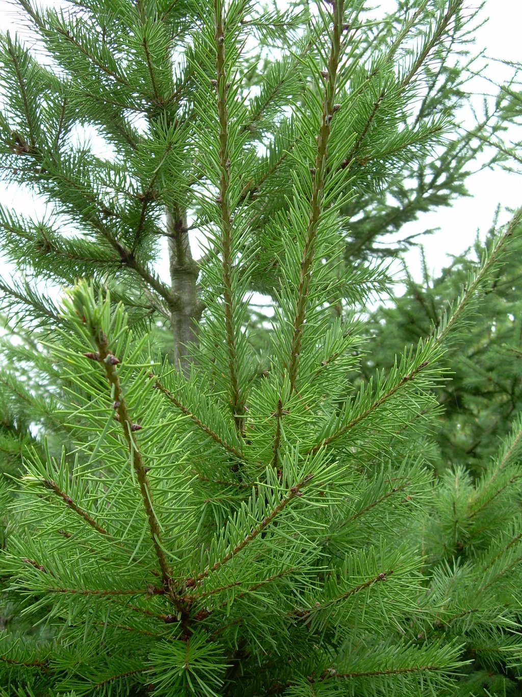 Pseudotsuga menziesii - 50-80 CM bare root 2/1